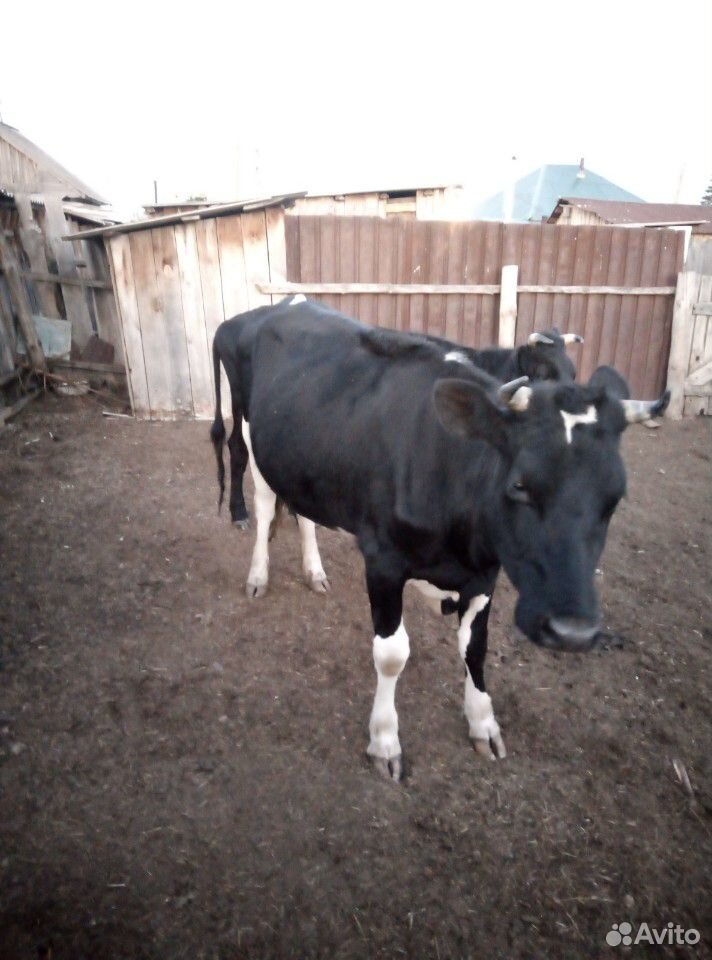 Корова 3 года купить на Зозу.ру - фотография № 2