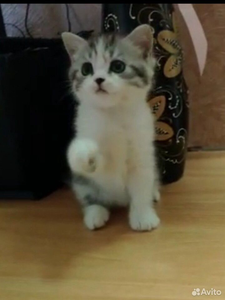 Британский котенок, девочка купить на Зозу.ру - фотография № 1