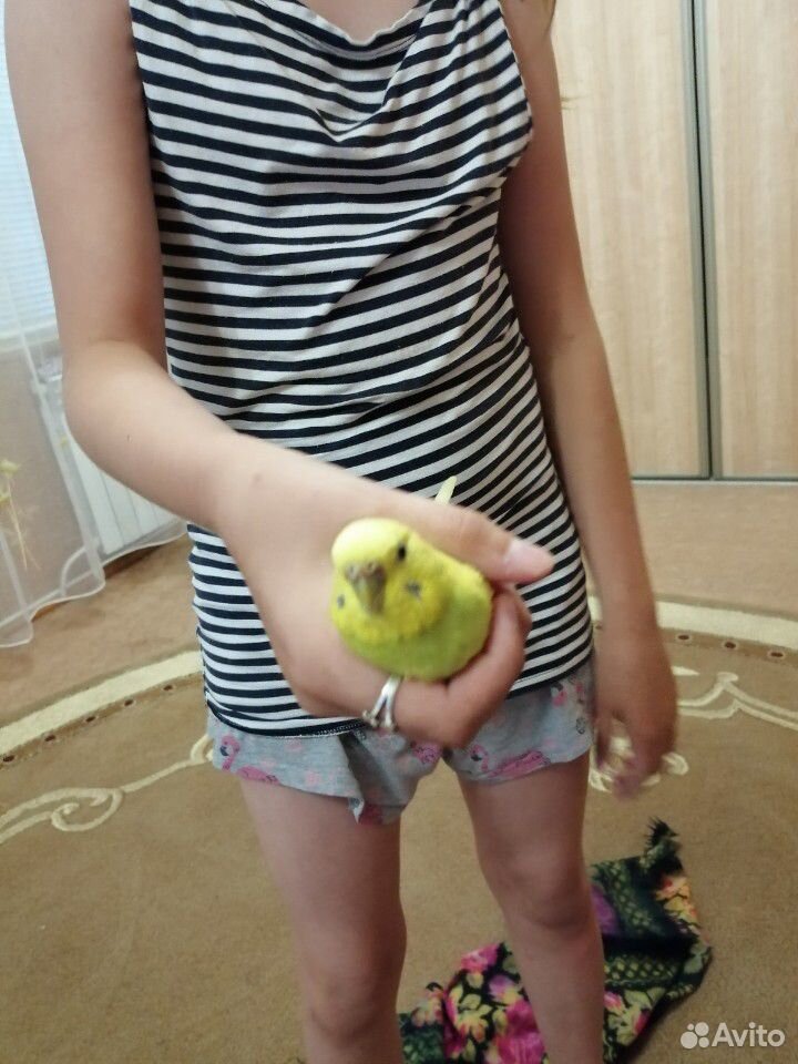 Волнистые попугаи пара купить на Зозу.ру - фотография № 2