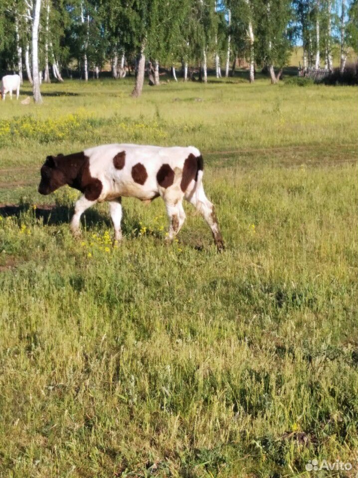 Корова с подсосным телёнком купить на Зозу.ру - фотография № 3