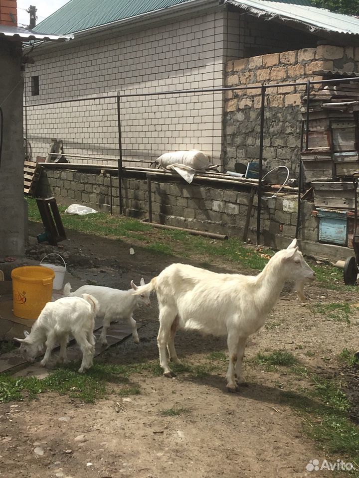 Коза и козлята купить на Зозу.ру - фотография № 4