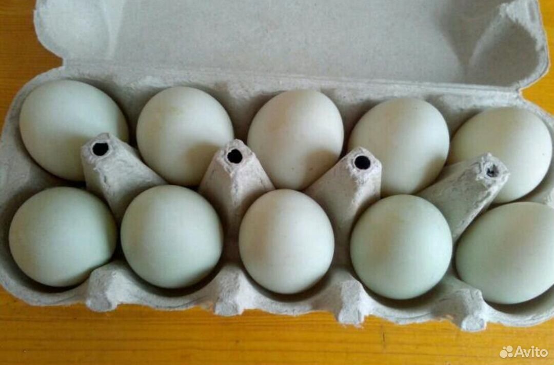 Инкубационное яйцо утки индийский бегун купить на Зозу.ру - фотография № 1