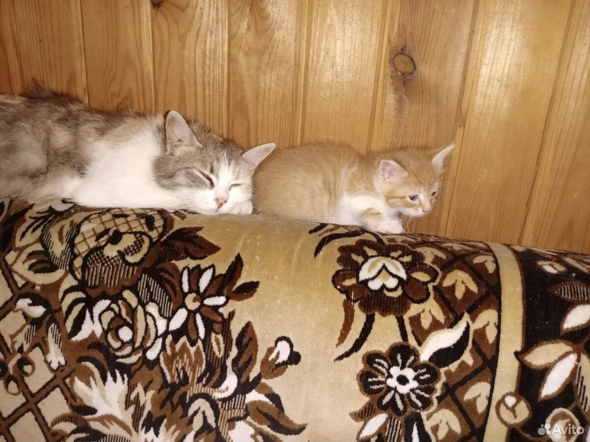 Котята миляги (окрас серый и рыжий) купить на Зозу.ру - фотография № 8