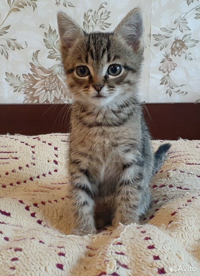 Котенок (кот) купить на Зозу.ру - фотография № 1