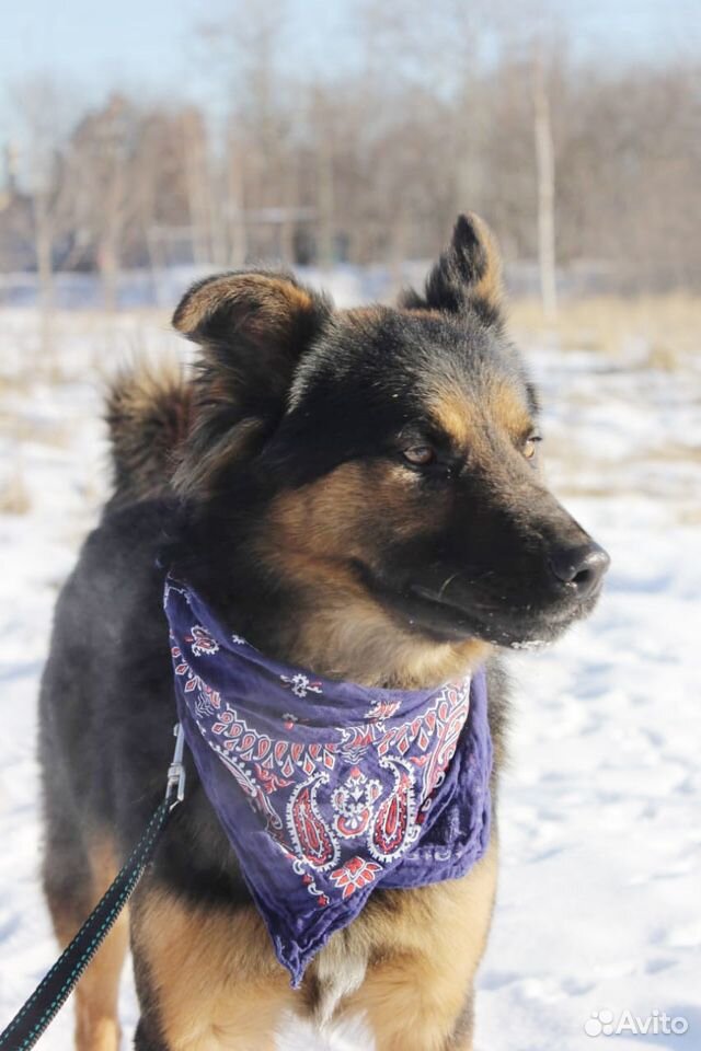 Собака для вольера, активный молодой кобель купить на Зозу.ру - фотография № 2