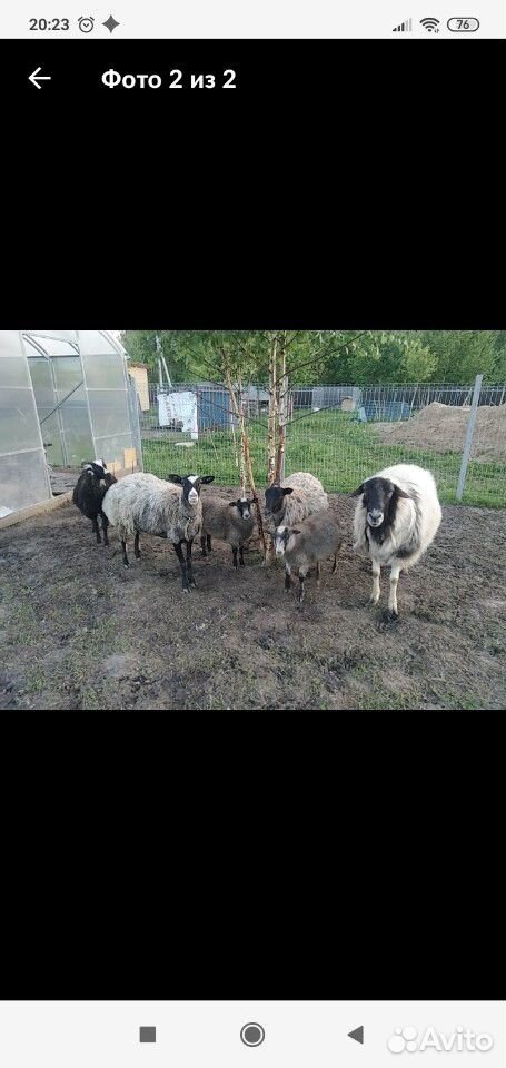Овца с ягнятами, ягнята, баран купить на Зозу.ру - фотография № 7