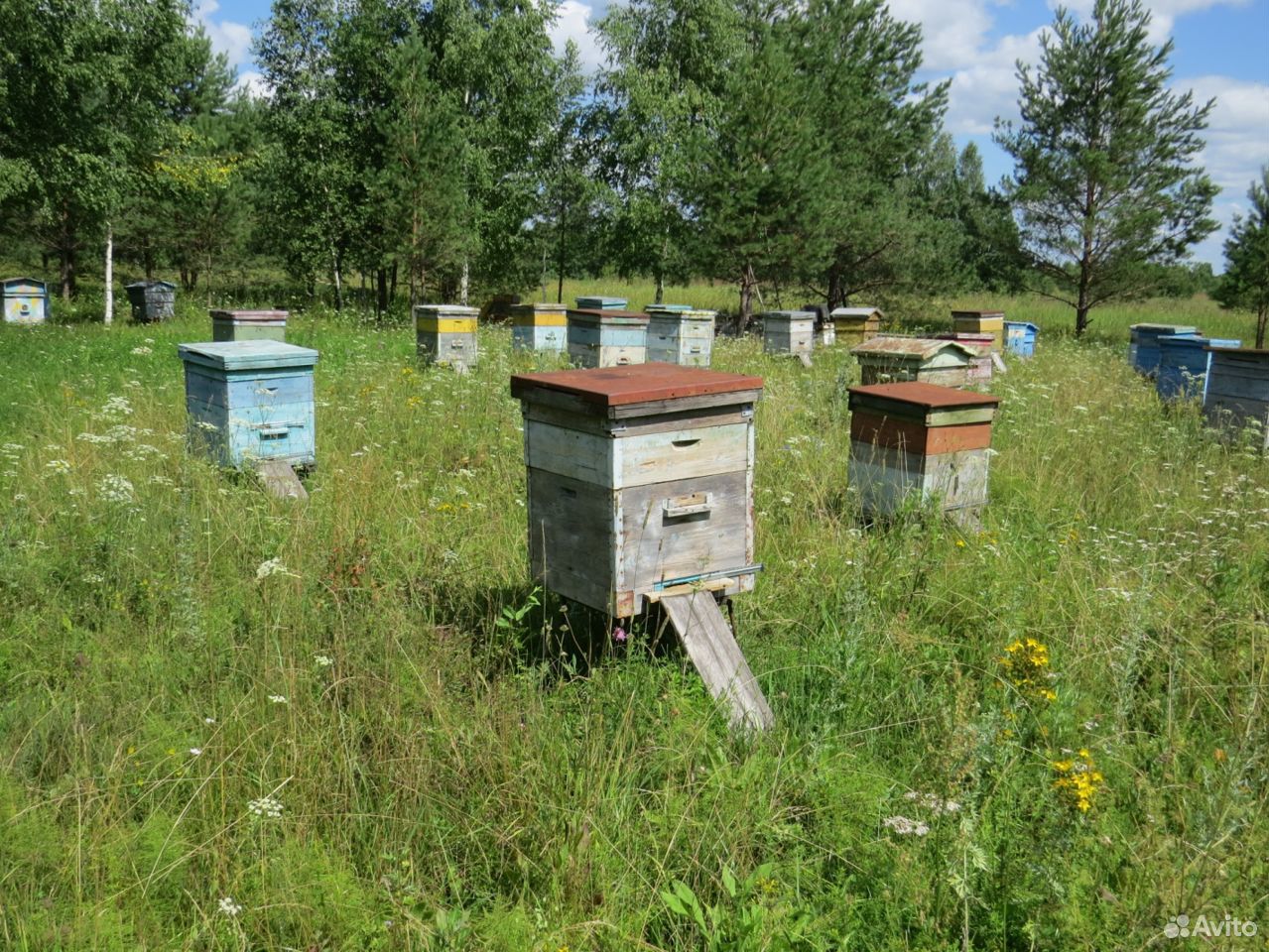 Дадановские ульи на пасеке