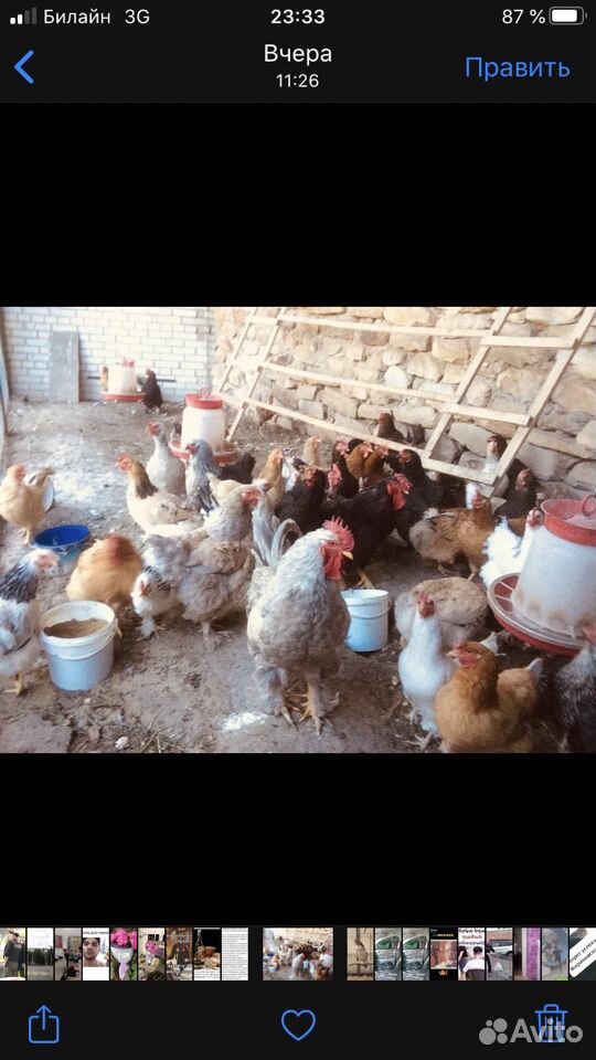 Цыплята деревенские брамы не чистые голошейки купить на Зозу.ру - фотография № 5