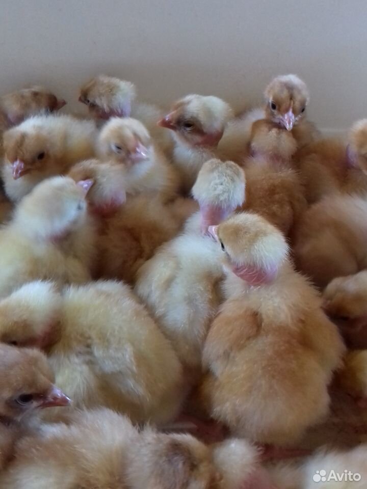 Цыплята красные голошейные (голошейки) купить на Зозу.ру - фотография № 3