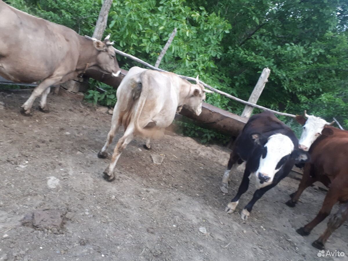 Корова и телята купить на Зозу.ру - фотография № 1