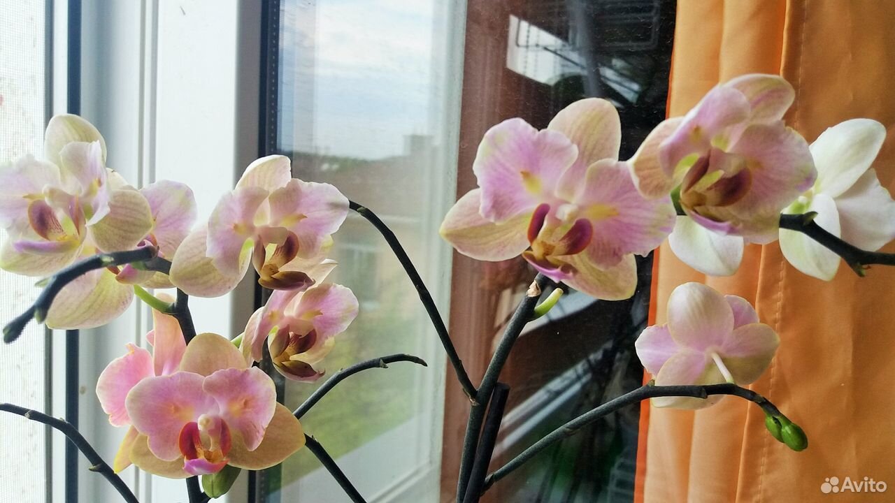Орхидея Джена бабочка купить на Зозу.ру - фотография № 1