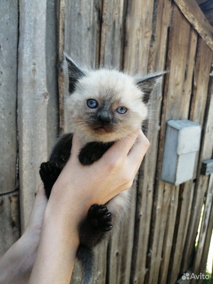 Отдам в добрые руки малышей котяток купить на Зозу.ру - фотография № 1