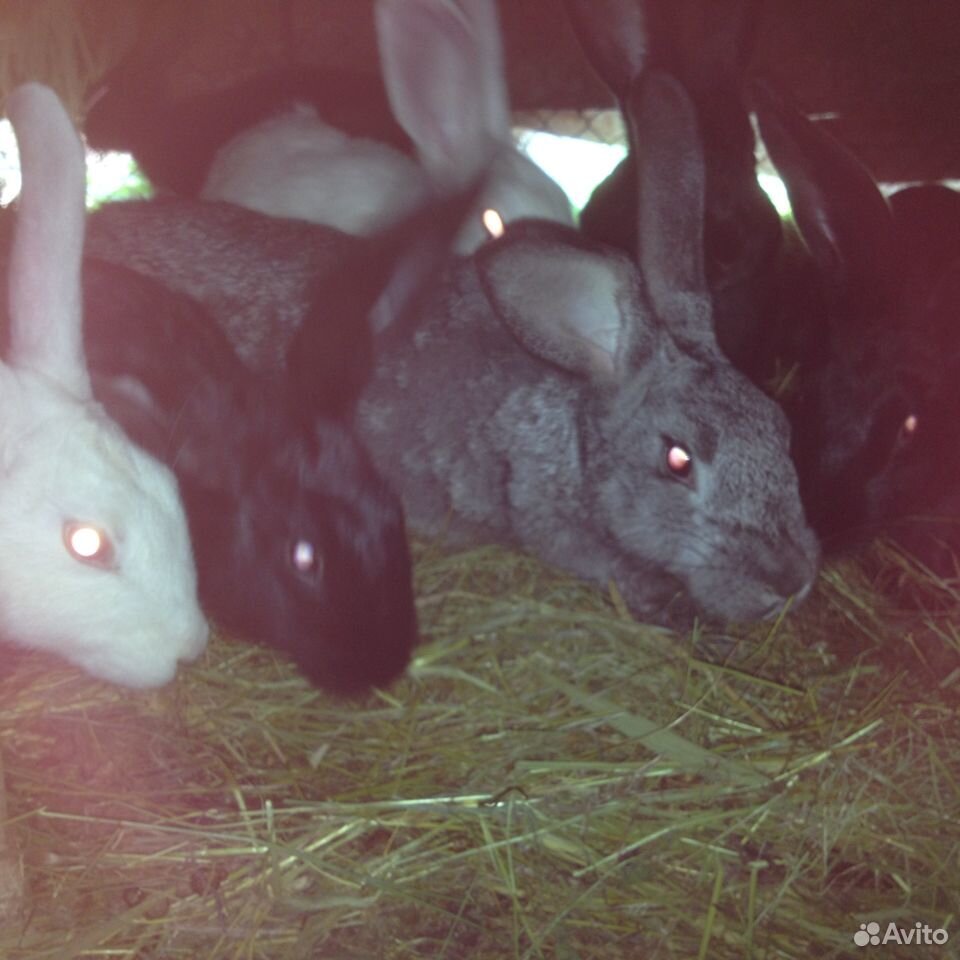 Кролики и крольчата купить на Зозу.ру - фотография № 2