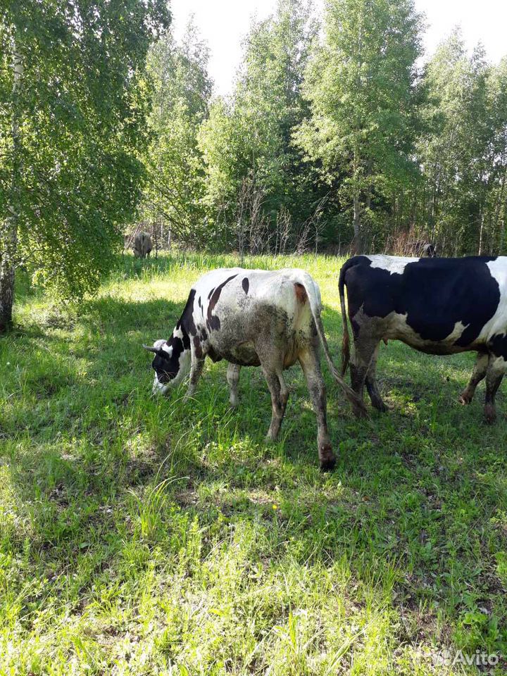 Коровы купить на Зозу.ру - фотография № 3