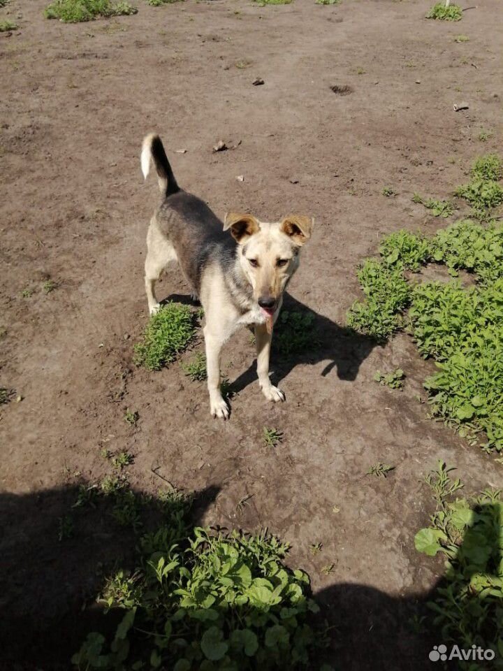 Молодая собака Ника,стерилизована купить на Зозу.ру - фотография № 1