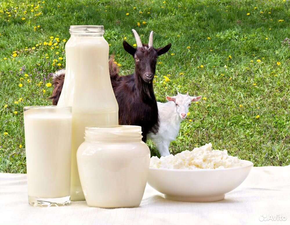 Козье молоко купить на Зозу.ру - фотография № 2