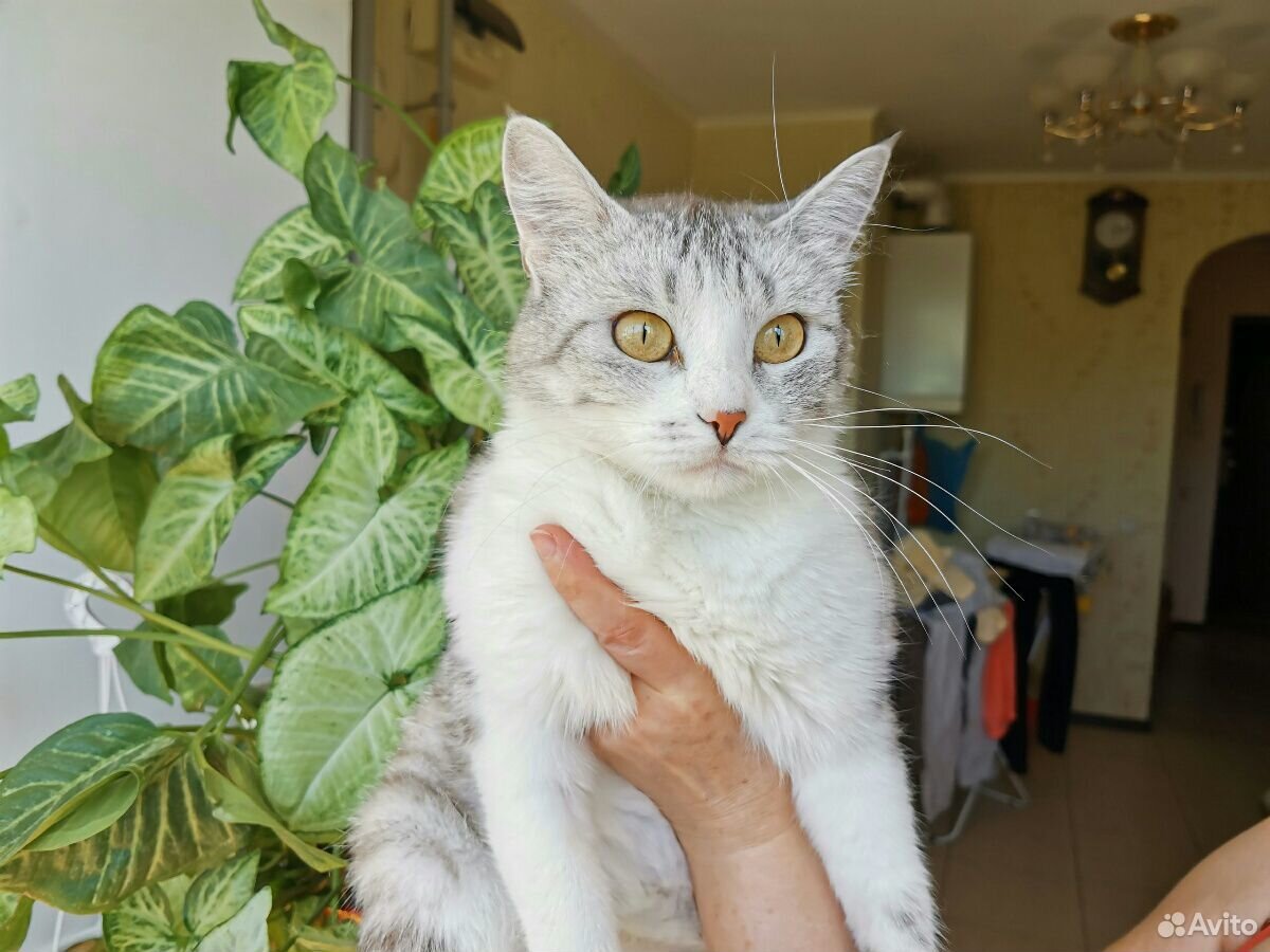 Кошка, стерилизована купить на Зозу.ру - фотография № 1