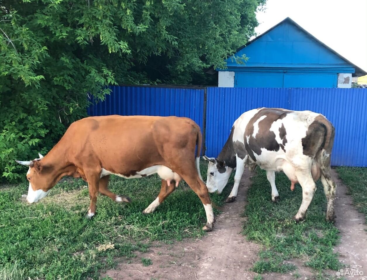 Купить корову в оренбургской области