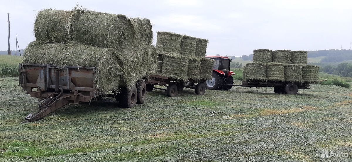 Купить пресс сено на авито. Сено в рулонах 350кг. Авито сено в рулонах Челябинской области. Покажи на авито сено в Ростовской области.