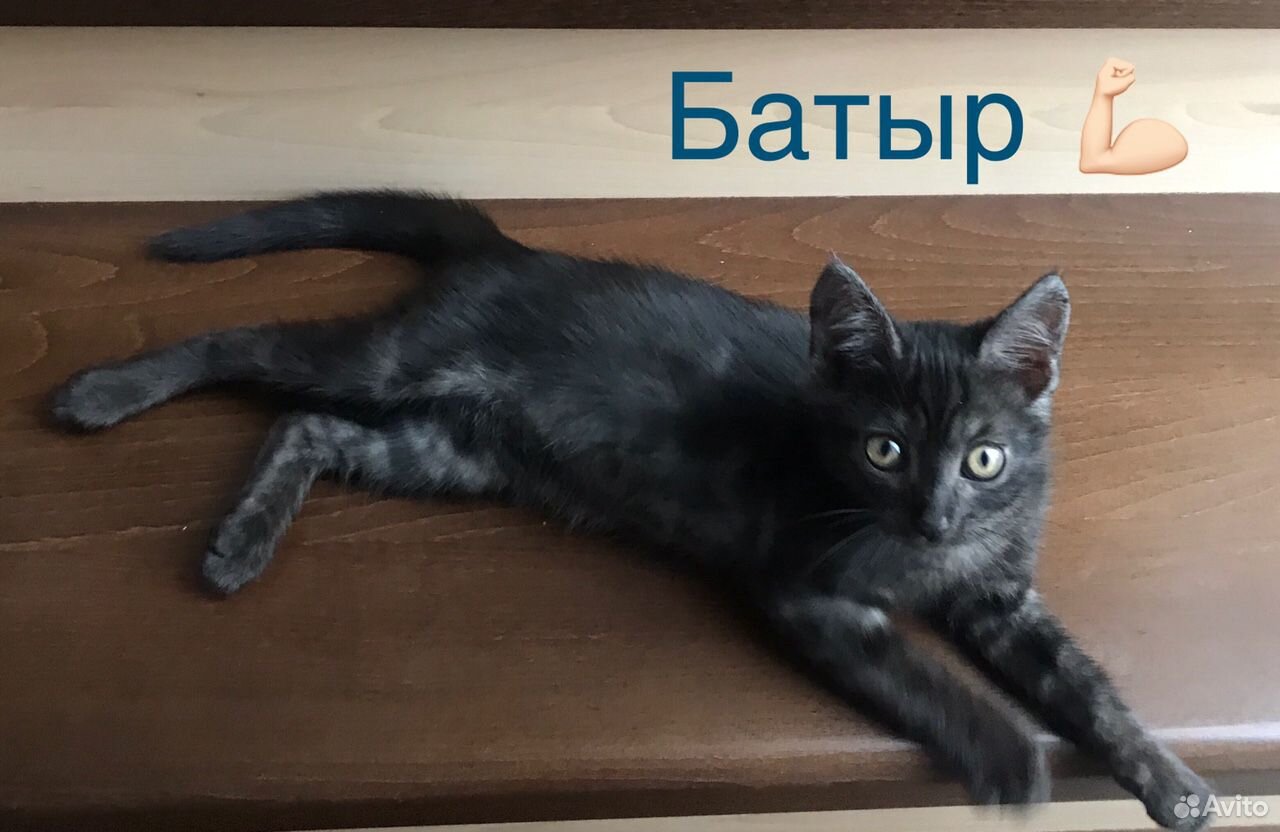 Красивые котята в добрые руки купить на Зозу.ру - фотография № 2