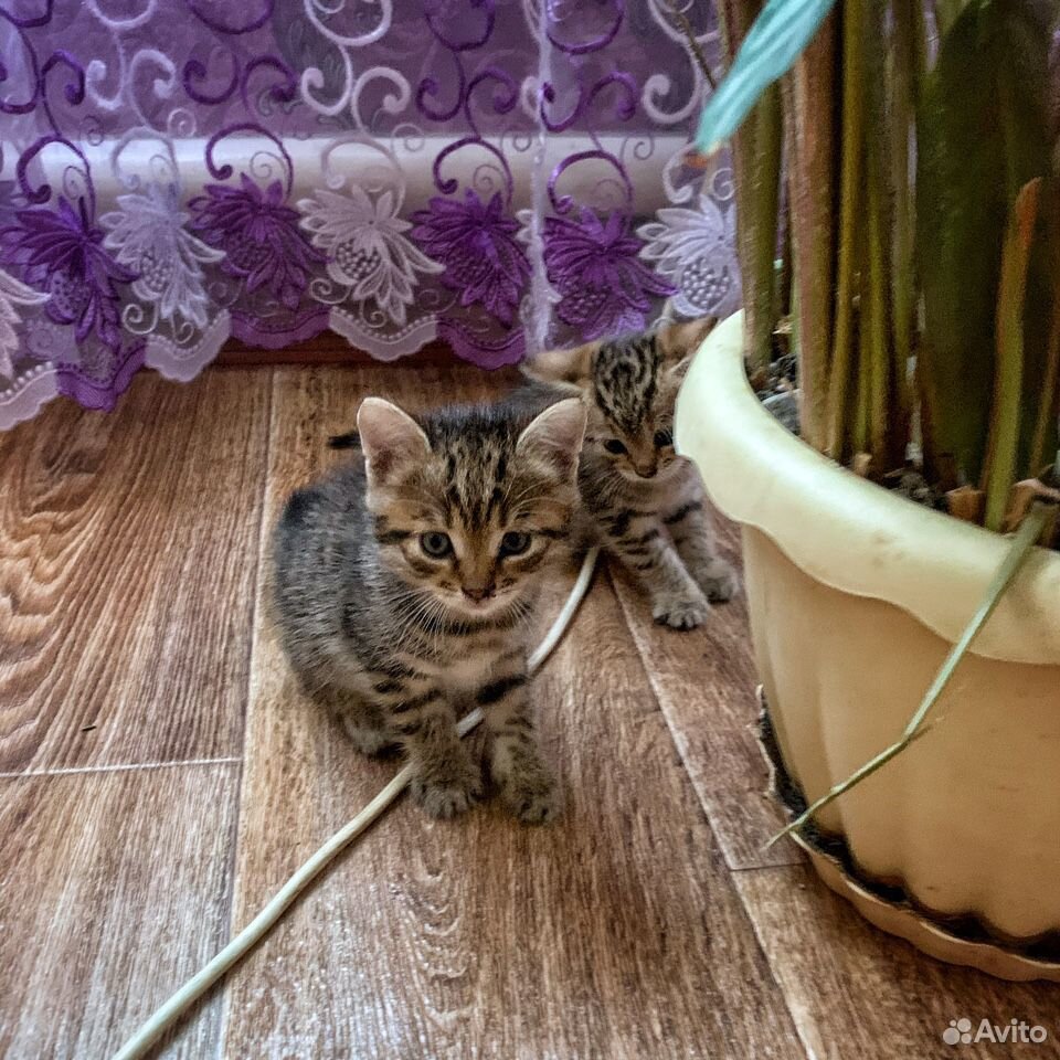 Котята бесплатно купить на Зозу.ру - фотография № 3
