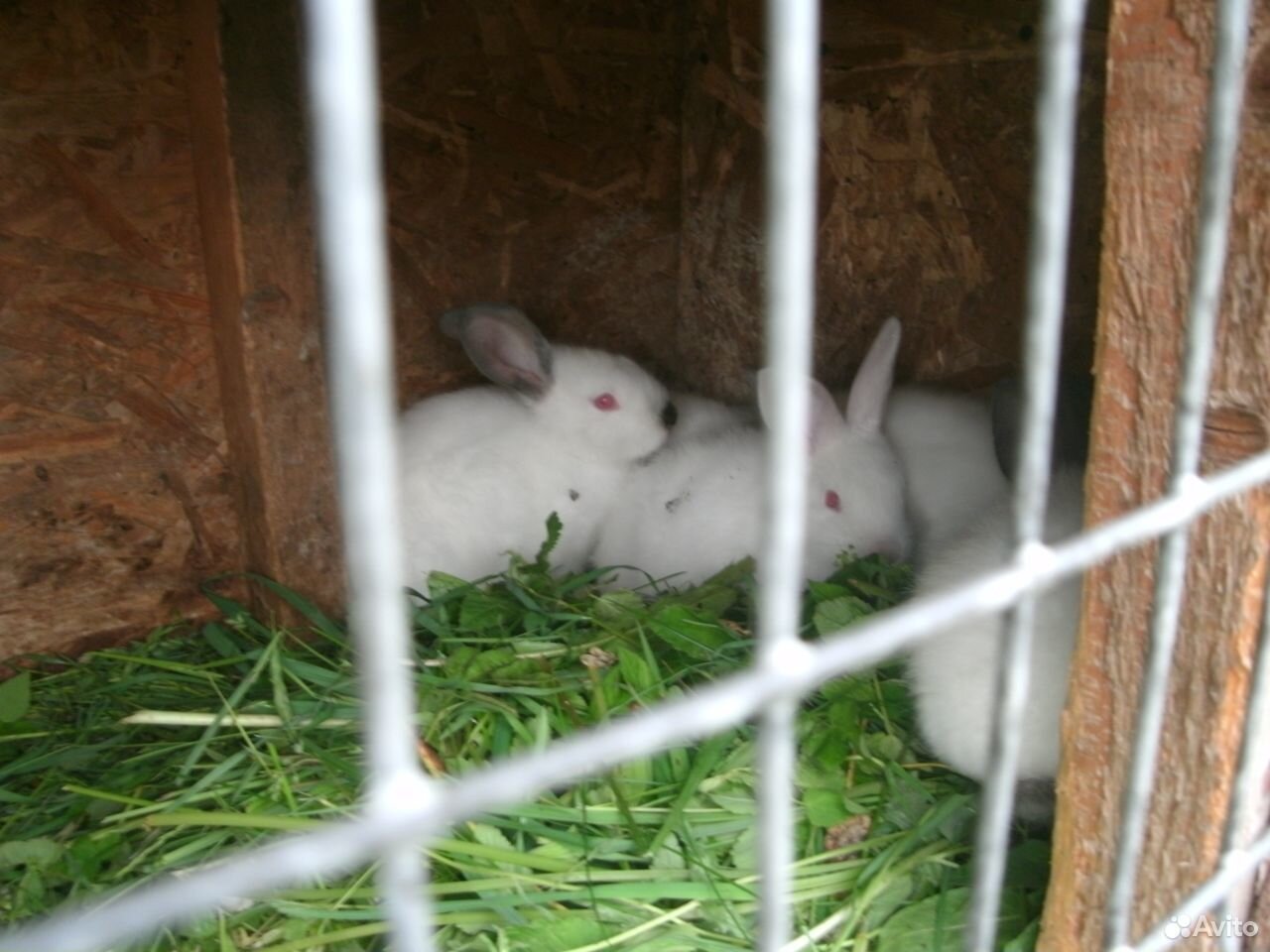 Кролики калифорнийские купить на Зозу.ру - фотография № 4