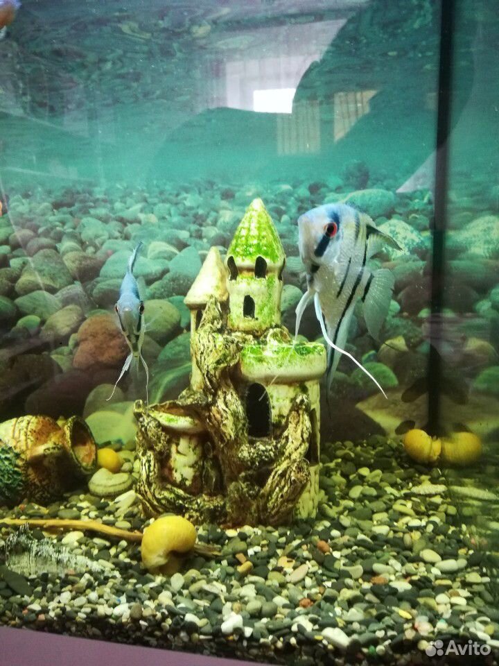 Красивый Аквариум с рыбками 170 литров купить на Зозу.ру - фотография № 6