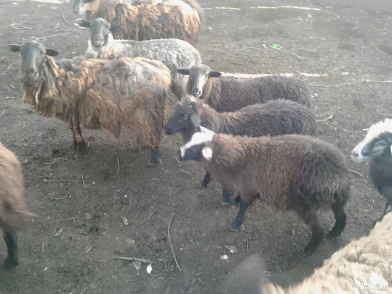 Продам стадо овец купить на Зозу.ру - фотография № 3