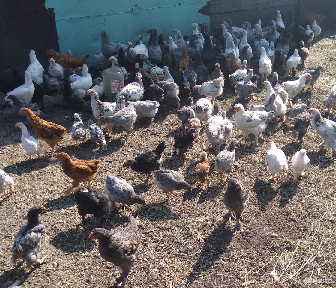 Цыплята от 1 дня до 3 месяцев купить на Зозу.ру - фотография № 3