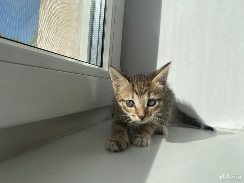 Котенок в поисках дома купить на Зозу.ру - фотография № 2