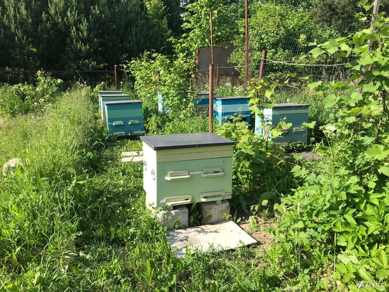Пчелы с новыми домиками купить на Зозу.ру - фотография № 3