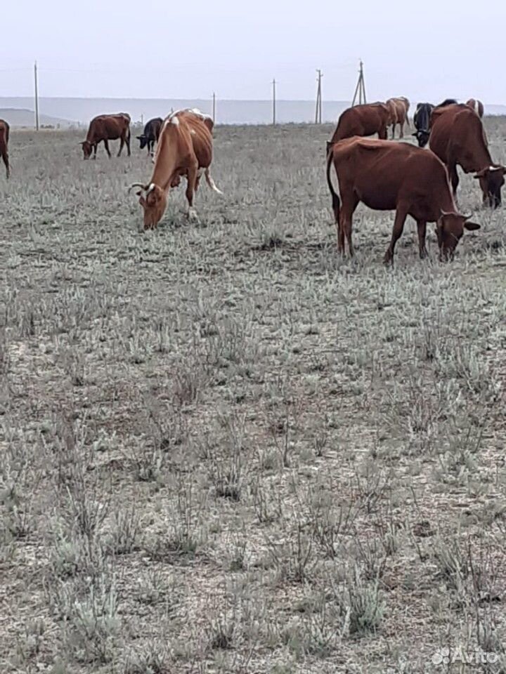 Коровы, бычки купить на Зозу.ру - фотография № 1