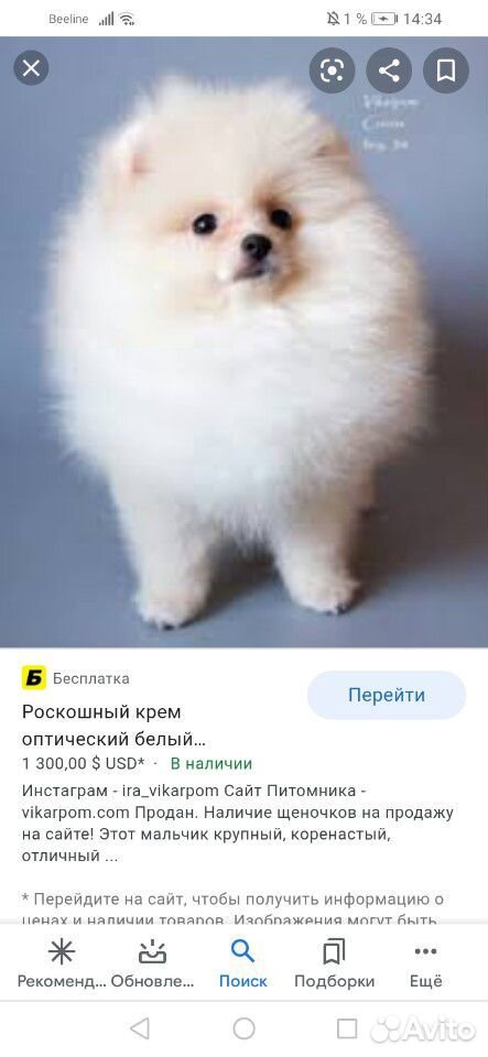 Ищем щенка шпица 3-4 месяца купить на Зозу.ру - фотография № 4