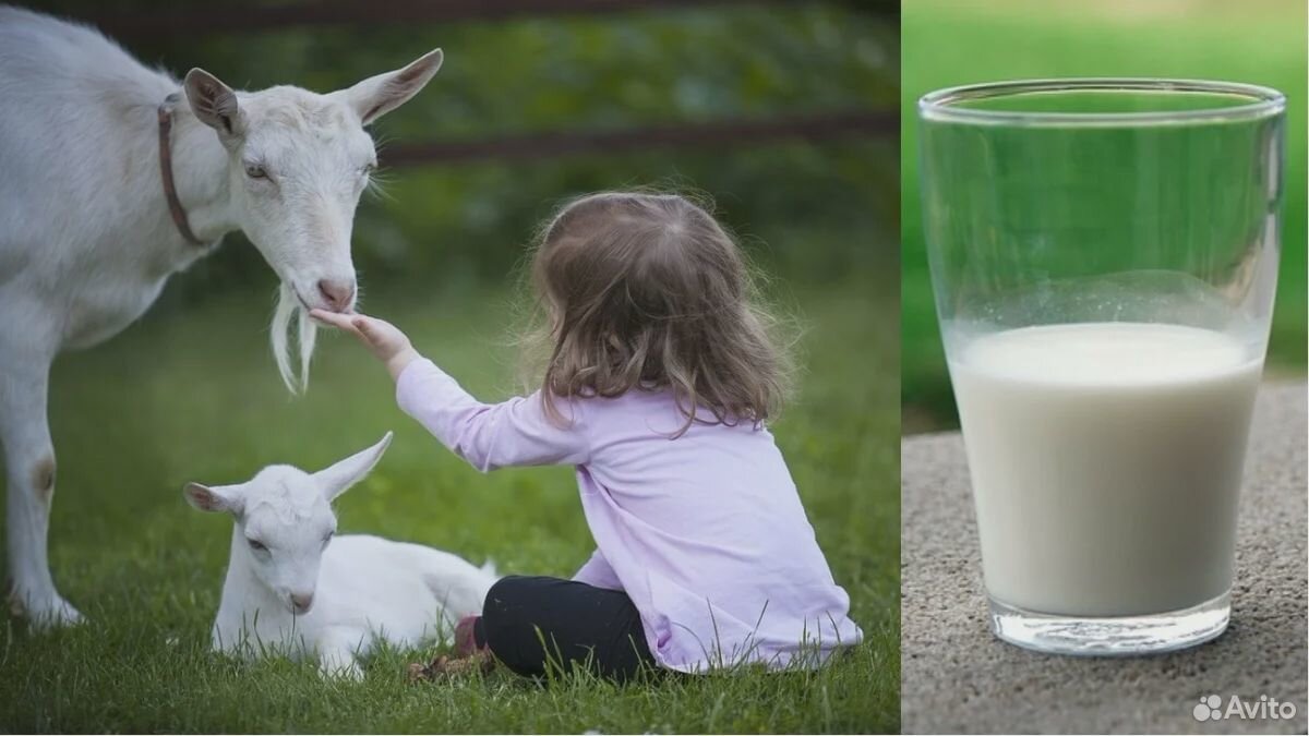 Натуральное козье молоко купить на Зозу.ру - фотография № 2