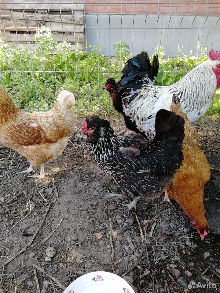 Цыплята несушки от 1 мес до 4мес купить на Зозу.ру - фотография № 1