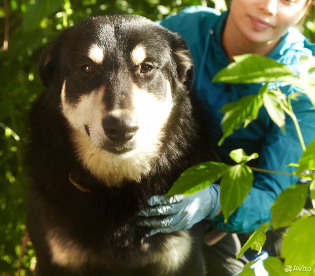 Большой и хороший пес Майор купить на Зозу.ру - фотография № 5