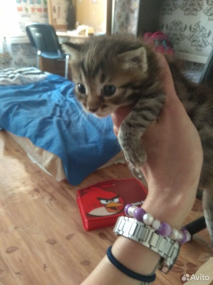 Малыши - котята в добрые руки купить на Зозу.ру - фотография № 8