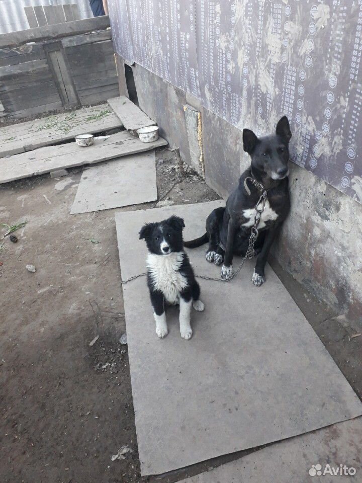 Щенки возраст 4 месяца,от хорошей собаки в частный купить на Зозу.ру - фотография № 3