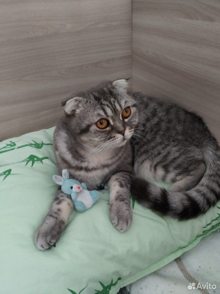 Кошка вислоухая купить на Зозу.ру - фотография № 5
