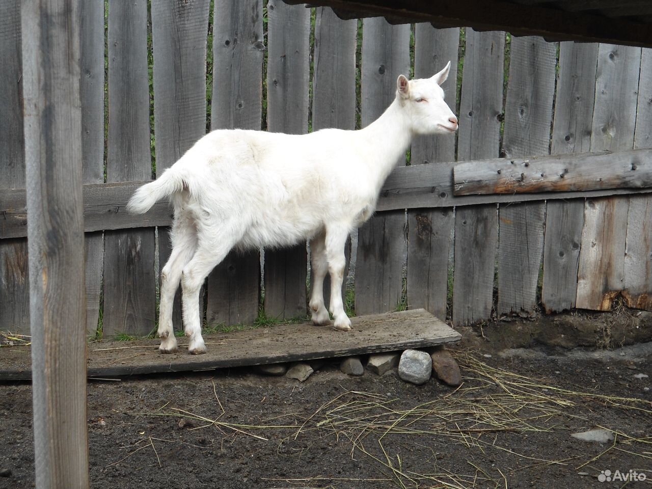 Породистые Зааненские козы купить на Зозу.ру - фотография № 2