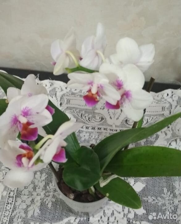 Орхидея фаленопсис цветущие купить на Зозу.ру - фотография № 6