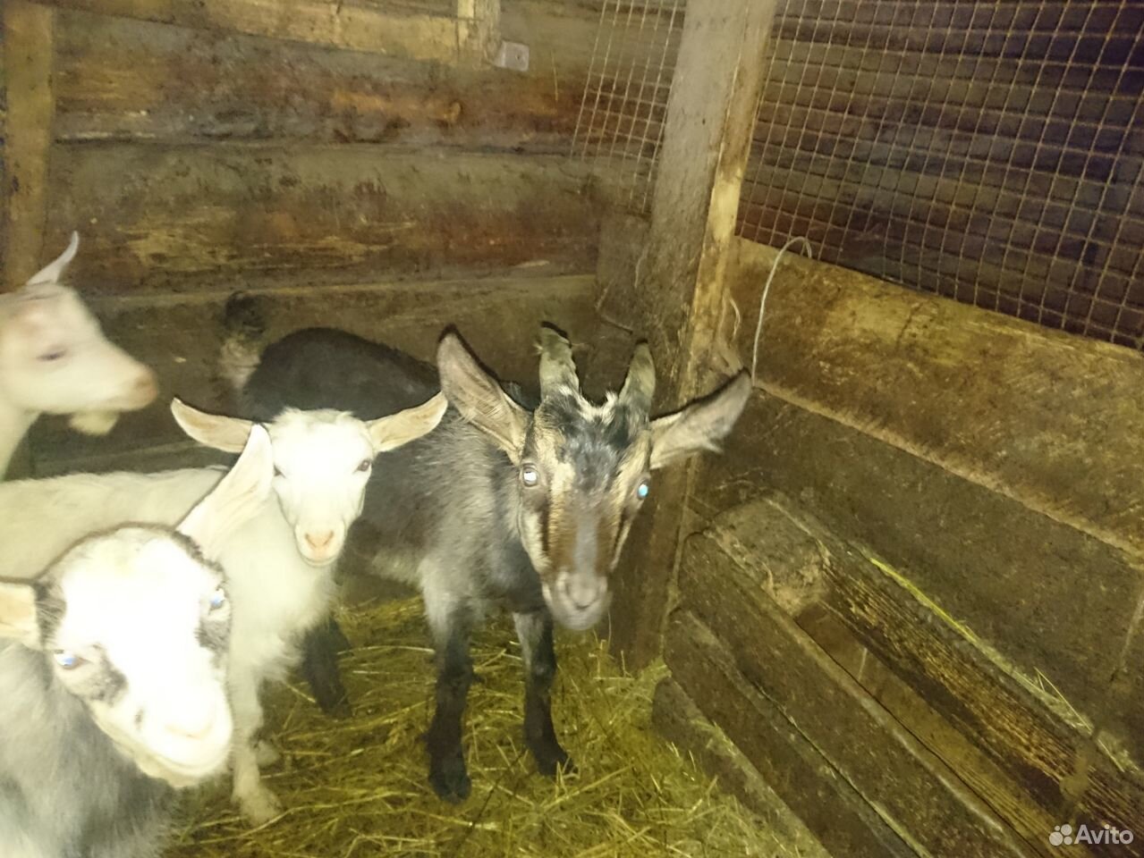 Продаются коза и 3 козлика купить на Зозу.ру - фотография № 4