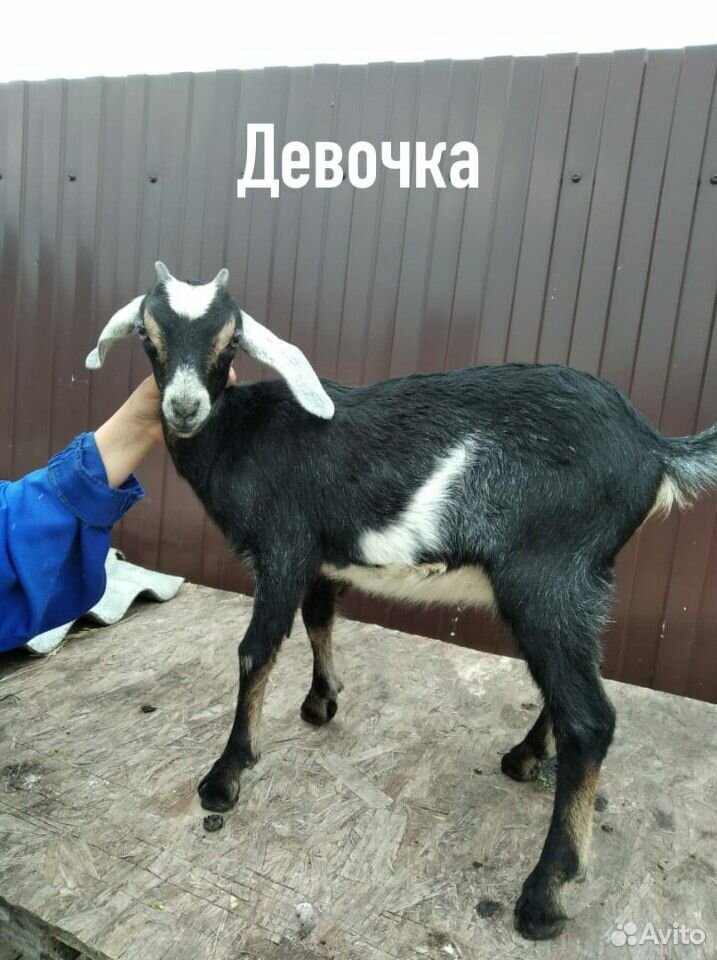 Козлята нуббийской породы купить на Зозу.ру - фотография № 2