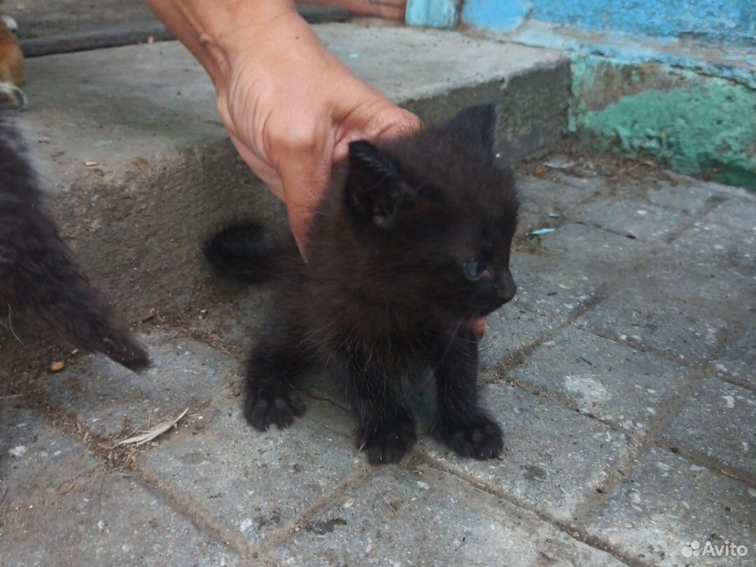 Котята, мама(крысыловка) погибла купить на Зозу.ру - фотография № 8