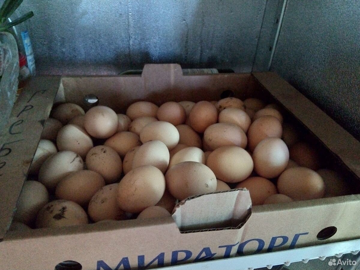 Яйца домашних курочек купить на Зозу.ру - фотография № 1