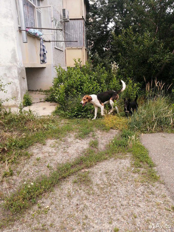 Собака потеряшка купить на Зозу.ру - фотография № 3