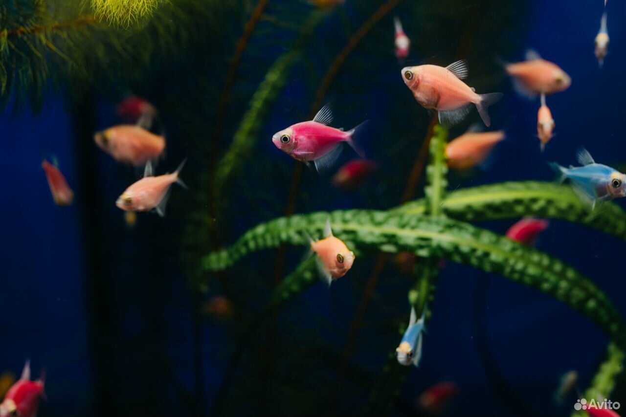 Шикарные аквариумные рыбки более 100 видов купить на Зозу.ру - фотография № 8