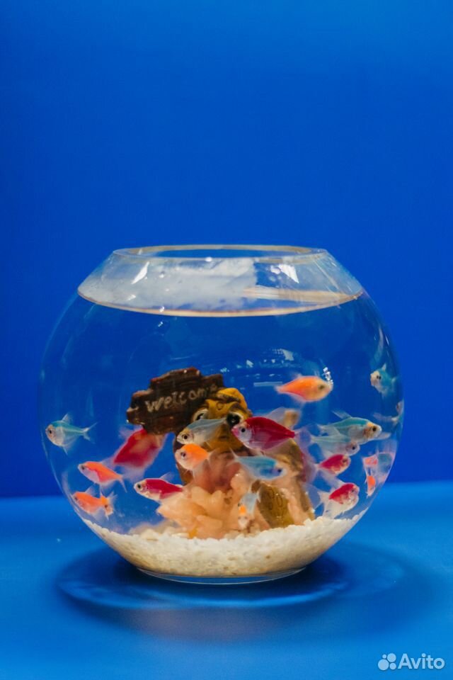 Шикарные аквариумные рыбки более 100 видов купить на Зозу.ру - фотография № 5