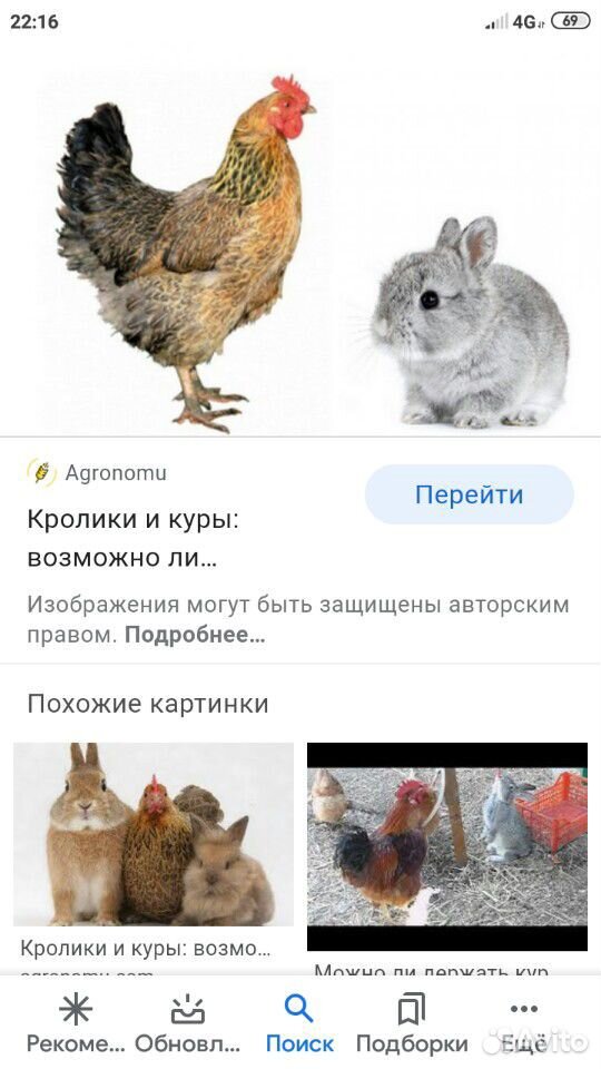Кролики куры цыплята утки купить на Зозу.ру - фотография № 1