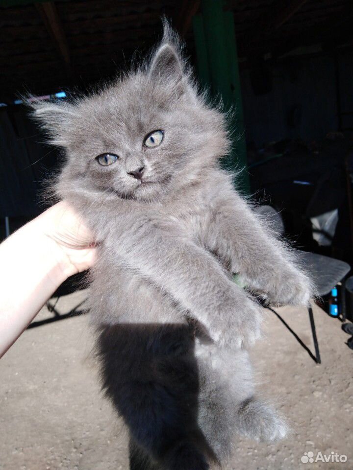 Отдам котят от породистой кошечки в добрые руки, о купить на Зозу.ру - фотография № 3